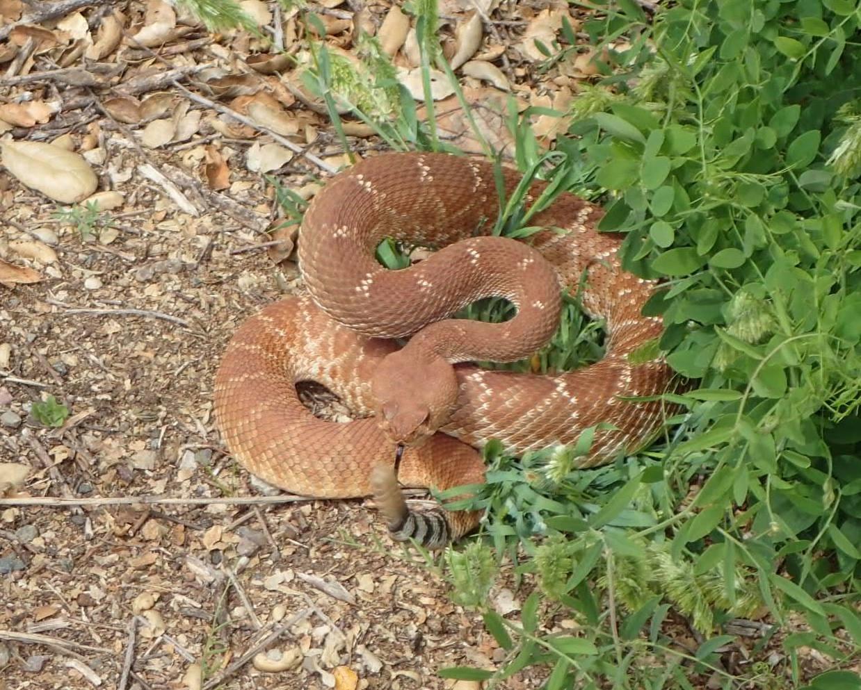 Aggressive Rattling Rattled – Deep Wild Journal